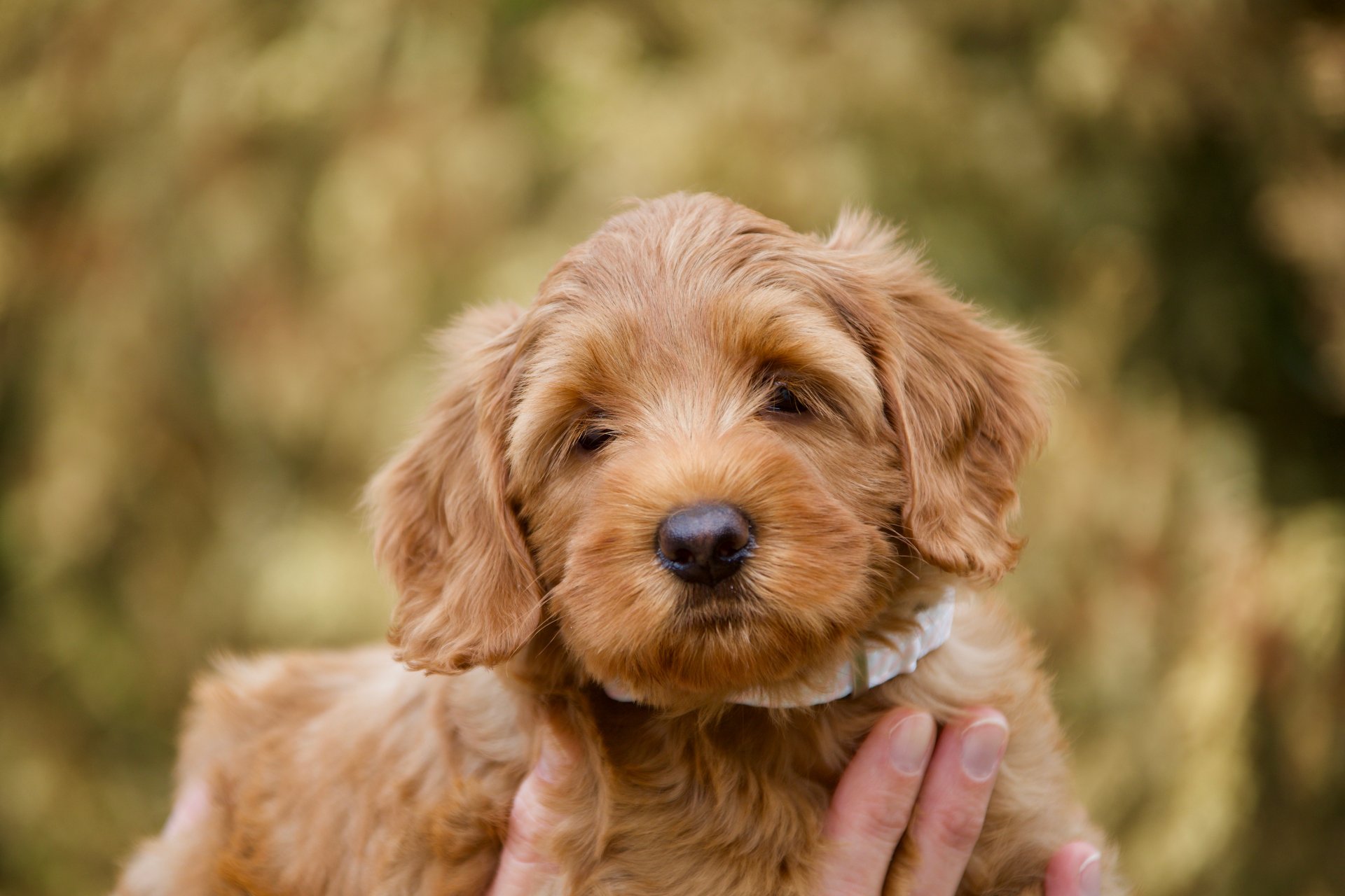 Australian labradoodle pup kopen Spico Doodles